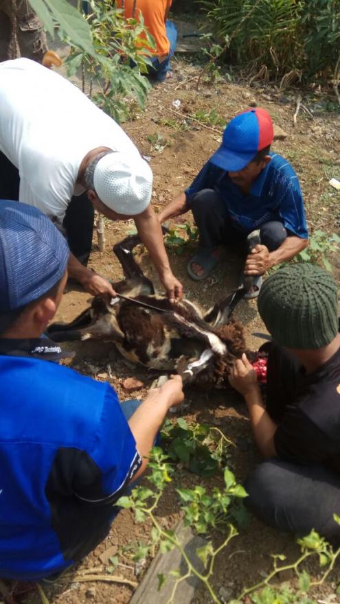 Acara Pemotongan Hewan Kurban di Halaman Rumah Bapak Kades Desa Jelegong